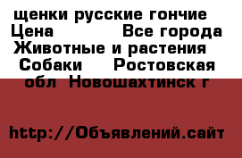 щенки русские гончие › Цена ­ 4 000 - Все города Животные и растения » Собаки   . Ростовская обл.,Новошахтинск г.